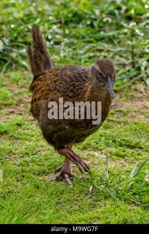 Weka, gallicolumba Australis in der Kahurangi National Park, South Island, Neuseeland Stockfoto