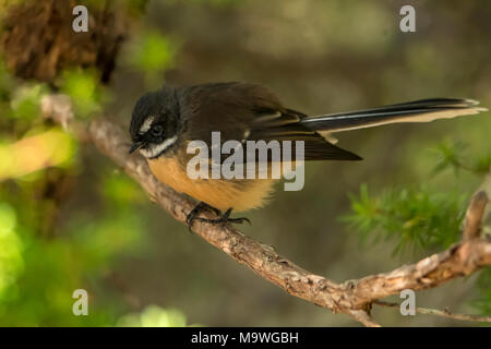 Neuseeland Fantail, Rhipidura fuliginosa, Marahau, Tasman, Südinsel, Neuseeland Stockfoto