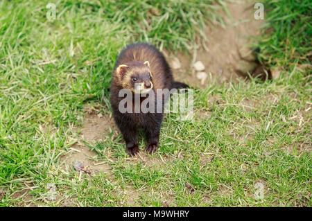 Der Europäische Iltis - auch bekannt als die gemeinsame Frettchen, schwarz oder Wald Iltis, oder Fitch - ist eine Pflanzenart aus der Gattung der mustelid native auf westliche Eurasien Stockfoto