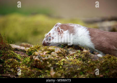 Das Hermelin, auch bekannt als die Short-tailed Weasel oder einfach das Wiesel in Irland, wo die wenigsten Weasel nicht auftritt, ist ein Säugetier. Stockfoto