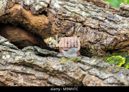 Die am wenigsten Weasel, oder einfach Wiesel in Großbritannien und viel von der Welt, ist das kleinste Mitglied der Gattung Mustela, Familie Mustelidae und Auftrag Carnivora. Stockfoto