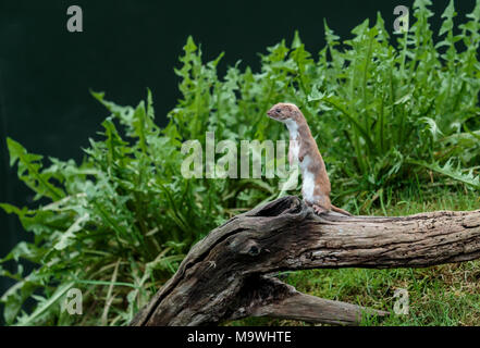 Die am wenigsten Weasel, oder einfach Wiesel in Großbritannien und viel von der Welt, ist das kleinste Mitglied der Gattung Mustela, Familie Mustelidae und Auftrag Carnivora. Stockfoto