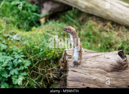 Die am wenigsten Weasel, oder einfach Wiesel in Großbritannien und viel von der Welt, ist das kleinste Mitglied der Gattung Mustela, Familie Mustelidae und Auftrag Carnivora. Stockfoto