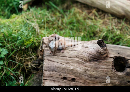 Die am wenigsten Weasel, oder einfach Wiesel in Großbritannien und viel von der Welt, ist das kleinste Mitglied der Gattung Mustela, Familie Mustelidae und Auftrag Carnivora. Stockfoto