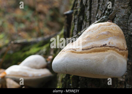 Fomitopsis betulina, Piptoporus betulinus, allgemein bekannt als das Birch polypore, birke Halter oder Rasiermesser Strop-selektiven Fokus Stockfoto