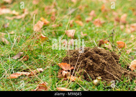 Mole Loch auf dem grünen Rasen im Herbst Zeit mit Kopie Raum Stockfoto