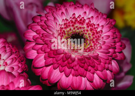 Barberton daisy aka Gerbera jamesonii Lila Blume Nahaufnahme Stockfoto