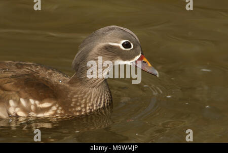 Ein Kopf geschossen von der atemberaubenden weiblichen Mandarinente (Aix galericulata) Schwimmen in einem See. Stockfoto