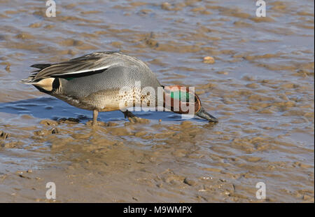 Eine atemberaubende männlichen Teal (Anas crecca) Ernährung im Schlamm auf einer Küste Mündung. Stockfoto