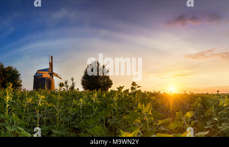 Panoramablick auf eine alte hölzerne Mühle in einem Feld bei Sonnenuntergang. Natur, Landschaft. In der Ukraine. Große Größe Stockfoto