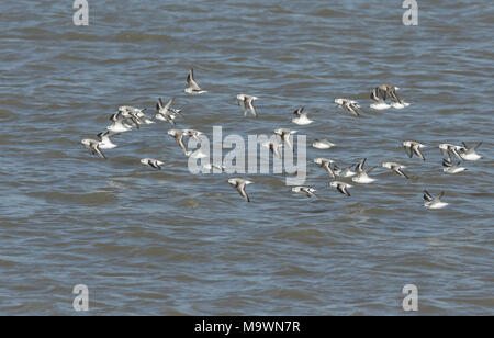 Eine Herde von atemberaubenden Sanderling (Calidris alba) und der alpenstrandläufer (Calidris alpina) Fliegen über dem Meer bei Flut in Kent, Großbritannien. Stockfoto