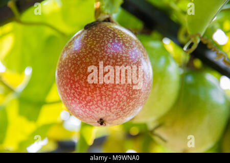 Eine Nahaufnahme eines schönen roten Passionsfrucht (Passiflora edulis). Stockfoto