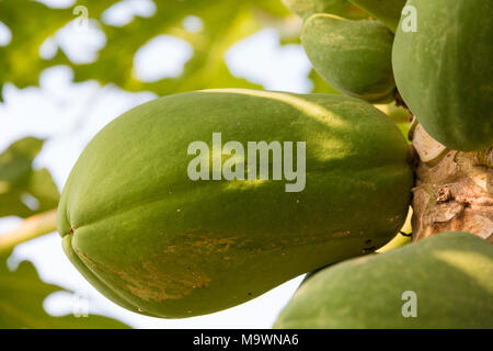 Eine Nahaufnahme eines unreifen Papaya (Carica papaya) Hängen an einem Baum in Malaysia. Stockfoto