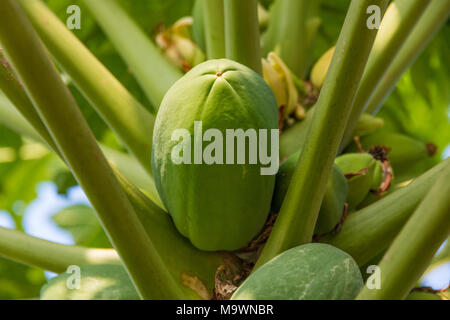 Die unreife Papaya (Carica papaya) auf einem Baum in Malaysia hängen. Stockfoto