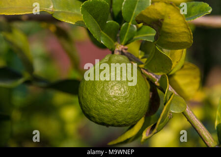 Eine einzelne makrut Limette (Citrus hystrix) oder Kaffernlimette, hängend an einem Zweig mit ihren Blättern. Stockfoto