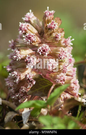 Eine atemberaubende blühende Pestwurz (Petasites Hybridus) Pflanze entlang der Ufer eines Flusses wächst. Stockfoto