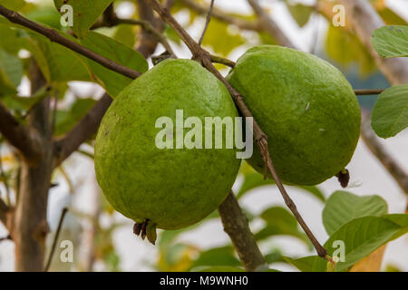 Zwei schöne, frische Früchte Guave (psidium Guajava) noch an ein Holz gehängt. In Malaysia. Stockfoto