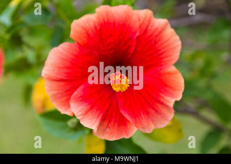 Eine enge Schuß eines Hibiscus rosa-sinensis: der Fokus liegt auf den Stempel! Stockfoto