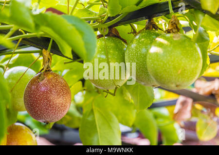 Eine reife rote Passionsfrucht (Passiflora edulis) hängen im unreifen grünen. Stockfoto