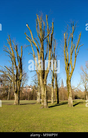 Beschnittene Bäume die Amsterdam Vondelpark in den Niederlanden. Stockfoto