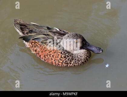 Argentinische rote Löffelente Ente (Anas Platalea) männlich Stockfoto