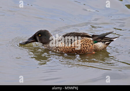 Australasian Löffelente (Anas Rhynchotis) Stockfoto