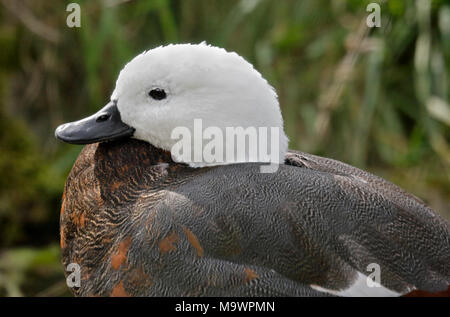 Paradies Brandente (tadorna variegate), Buchse Stockfoto