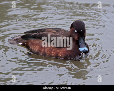 Moorente (Aythya nyroca) Stockfoto