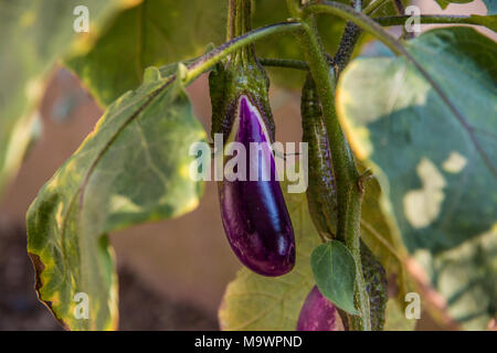 Eine Nahaufnahme eines kleinen violetten Aubergine (Urtica) oder Aubergine, organisch in einem Garten in Malaysia gewachsen. Stockfoto