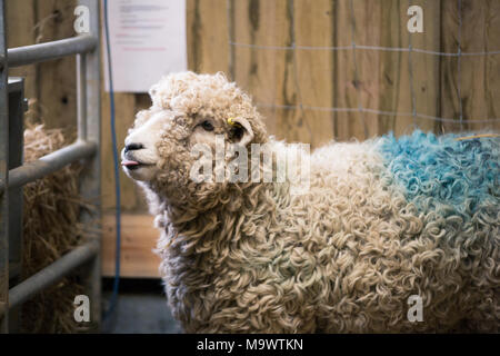 Neue Mutter weibliche Schafe. Pflege Devon und Cornwall lange Wolle ewe im Stall nach der Geburt zu ihr Lamm Stockfoto