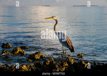 Ein Reiher Jagd bei Sonnenuntergang an der Küste von asdu-Atoll auf den Malediven Inseln. Stockfoto