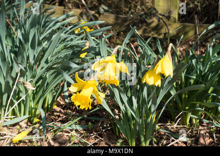 Frühling Narzissen (Narcissus) wild wachsen an der Seite einer Straße, auf einem sonnigen Frühlingsmorgen, Dorset, Großbritannien Stockfoto