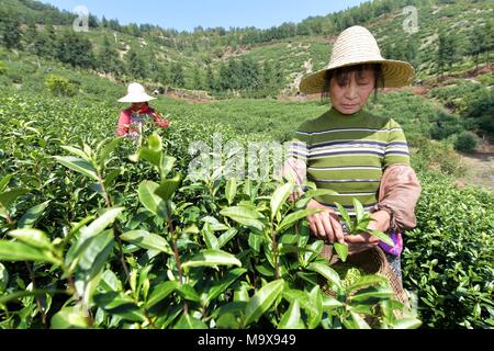 Nanchang, China's Jiangxi Province. 28. März, 2018. Arbeitnehmer pick Teeblätter an einem Teegarten in Stadt Leping, der ostchinesischen Provinz Jiangxi, 28. März 2018. Credit: Peng Zhaozhi/Xinhua/Alamy leben Nachrichten Stockfoto