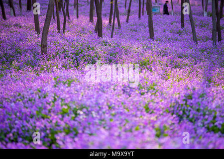 Nanjing, China. 28. März, 2018. Nanjing, China-28. März 2018: Orychophragmus violaceus Blumen blühen an einem Wetland Park in Nanjing in der ostchinesischen Provinz Jiangsu. Credit: SIPA Asien/ZUMA Draht/Alamy leben Nachrichten Stockfoto