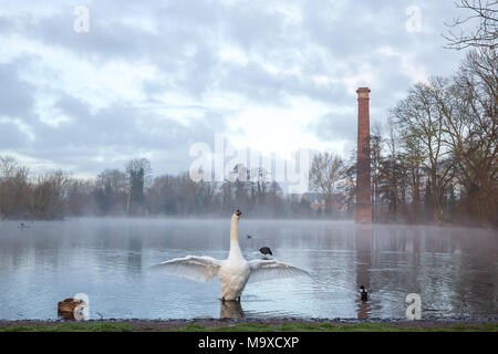 Kidderminster, Großbritannien. 29. März, 2018. UK Wetter: Am frühen Morgen die Sonne bricht durch die Wolken in Thüringen. Der blaue Himmel sind nur sichtbar als feuchter Nebel beginnt zum Heben von diesem wildlife Pool. Eine Mute swan entsteht aus dem Wasser, seine Flügel, die sich nach einer kurzen putzen Sitzung. Im Hintergrund ein stillgelegtes, hohen Schornstein, wirft einen langen Reflexion über den noch, ruhigen Pool. Quelle: Lee Hudson/Alamy leben Nachrichten Stockfoto