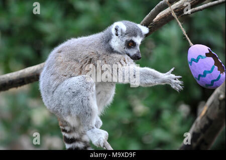 London, Großbritannien. 29. März 2018. Kattas genießen Sie herzhafte Snacks in pappmaché Eier versteckt wie ZSL London Zoo Tiere ihren eigenen Ostern genießen Sie Köstlichkeiten bei einem Fotoshooting. Credit: Stephen Chung/Alamy leben Nachrichten Stockfoto