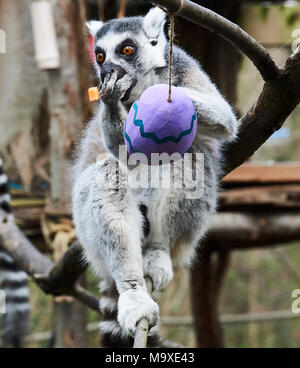 London, Großbritannien. 29. März, 2018. Easter egg Leckereien für die Tiere im ZSL London Zoo, Regents Park. 29. März 2018 Hier die lemuren erhielten Ostern behandelt. Quelle: Thomas Bowles/Alamy leben Nachrichten Stockfoto