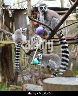 London, Großbritannien. 29. März, 2018. Easter egg Leckereien für die Tiere im ZSL London Zoo, Regents Park. 29. März 2018 Hier die lemuren erhielten Ostern behandelt. Quelle: Thomas Bowles/Alamy leben Nachrichten Stockfoto