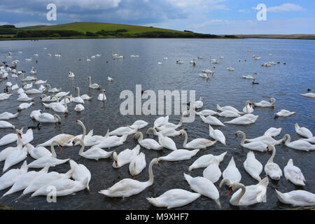 Höckerschwäne an Abbotsbury Swannery, die nur verwaltete Kolonie von Nesting Höckerschwäne in der Welt. Abbotsbury, Dorset, England Stockfoto