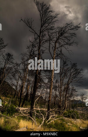 Wilde Landschaft der Rocky Mountains und Wald auf der Halbinsel Peljesac, Kroatien Stockfoto