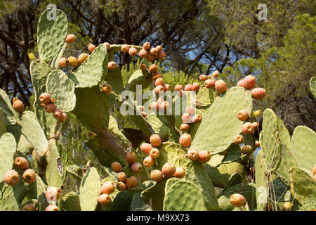 Feigenkakteen, Opuntia ficus-indica, wächst auf einem Landgut in der Toskana Italien Stockfoto