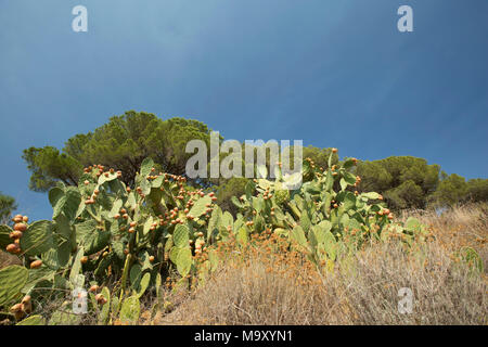 Feigenkakteen, Opuntia ficus-indica, wächst auf einem Landgut in der Toskana Italien Stockfoto