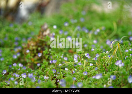 Grass close-up im grünen Rasen, blured Hintergrund, frische Textur. Stockfoto