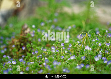 Grass close-up im grünen Rasen, blured Hintergrund, frische Textur. Stockfoto