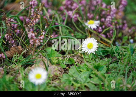 Grass close-up im grünen Rasen, blured Hintergrund, frische Textur. Stockfoto