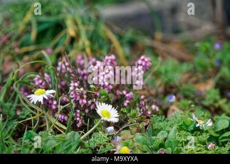 Grass close-up im grünen Rasen, blured Hintergrund, frische Textur. Stockfoto