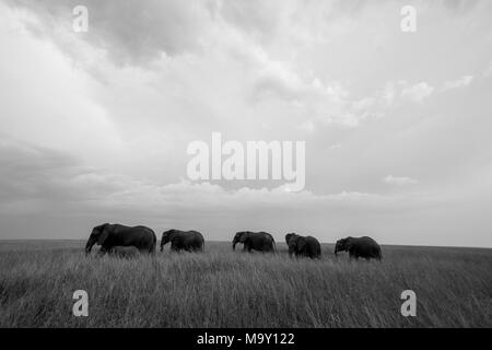 Elefant in der Savanne Stockfoto