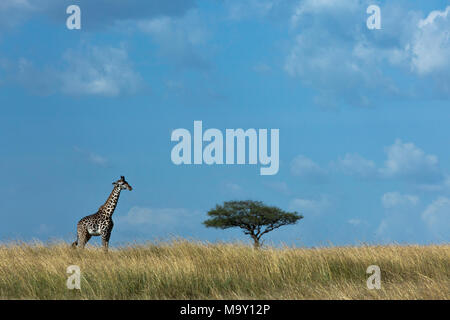 Giraffe auf Afrikanische Savanne Stockfoto