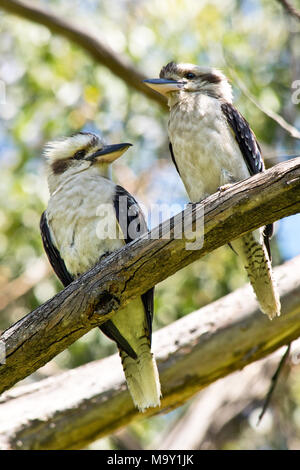 Ein paar Laughing Kookaburra stehend auf dem Zweig. In Australien. Stockfoto