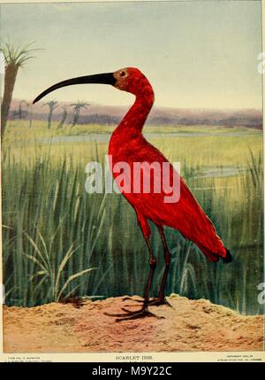 Farbe Abbildung: Darstellung einer in voller Länge, Profil anzeigen Der Scarlet ibis (Eudocimus ruber) mit roten Federn, eine lange, gebogene, schwarzem Schnabel und schwarzen Beinen, stehend auf eine Scherbe, Vordergrund, mit grünen Gras, flache, sumpfige Feuchtgebiete, ein paar Palmen und einem klaren blauen Himmel im Hintergrund, aus dem Band "Vögel und Natur" durch AW Mumford, 1900 veröffentlicht. Mit freundlicher Genehmigung Internet Archive. () Stockfoto